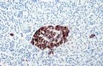 C-Peptide Antibody in Immunohistochemistry (Paraffin) (IHC (P))