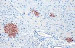 C-Peptide Antibody in Immunohistochemistry (Paraffin) (IHC (P))