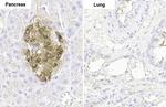 C-Peptide Antibody in Immunohistochemistry (Paraffin) (IHC (P))