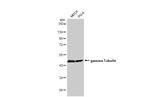 gamma Tubulin Antibody in Western Blot (WB)