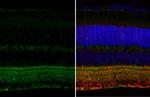 GAD65/GAD67 Antibody in Immunohistochemistry (Paraffin) (IHC (P))