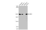 ZO-1 Antibody in Western Blot (WB)