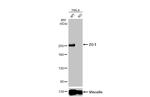 ZO-1 Antibody in Western Blot (WB)