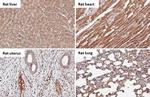 C1 inhibitor Antibody in Immunohistochemistry (Paraffin) (IHC (P))