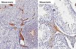 C1 inhibitor Antibody in Immunohistochemistry (Paraffin) (IHC (P))