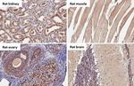 BNIP3L Antibody in Immunohistochemistry (Paraffin) (IHC (P))