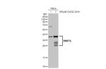 BNIP3L Antibody in Western Blot (WB)