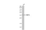 BNIP3L Antibody in Western Blot (WB)