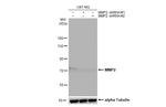 MMP2 Antibody in Western Blot (WB)