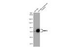 MMP2 Antibody in Western Blot (WB)