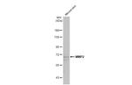 MMP2 Antibody in Western Blot (WB)