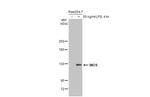 iNOS Antibody in Western Blot (WB)