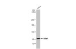 RRM1 Antibody in Western Blot (WB)