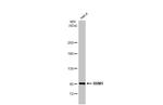 RRM1 Antibody in Western Blot (WB)