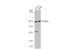 Dicer Antibody in Western Blot (WB)