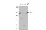 Dicer Antibody in Western Blot (WB)