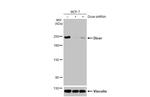 Dicer Antibody in Western Blot (WB)