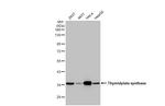 Thymidylate Synthase Antibody in Western Blot (WB)