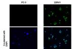 Androgen Receptor (ARv7 Splice Variant) Antibody in Immunocytochemistry (ICC/IF)