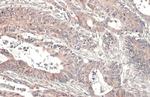 CYLD Antibody in Immunohistochemistry (Paraffin) (IHC (P))