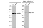 CYLD Antibody in Western Blot (WB)