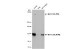 NOTCH1 Antibody in Western Blot (WB)