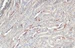 BRD9 Antibody in Immunohistochemistry (Paraffin) (IHC (P))