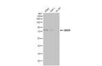 BRD9 Antibody in Western Blot (WB)