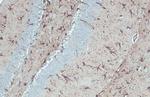 GFAP Antibody in Immunohistochemistry (Paraffin) (IHC (P))