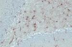 GFAP Antibody in Immunohistochemistry (Paraffin) (IHC (P))