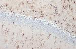 GFAP Antibody in Immunohistochemistry (Paraffin) (IHC (P))