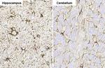 GFAP Antibody in Immunohistochemistry (Paraffin) (IHC (P))