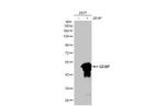 GFAP Antibody in Western Blot (WB)