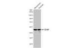 GFAP Antibody in Western Blot (WB)