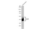 GFAP Antibody in Western Blot (WB)