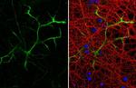 GFAP Antibody in Immunocytochemistry (ICC/IF)