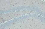 GFAP Antibody in Immunohistochemistry (Paraffin) (IHC (P))