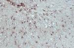 GFAP Antibody in Immunohistochemistry (Paraffin) (IHC (P))