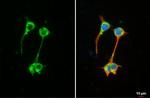 C2orf33 Antibody in Immunocytochemistry (ICC/IF)