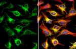 C2orf33 Antibody in Immunocytochemistry (ICC/IF)