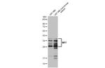 C2orf33 Antibody in Western Blot (WB)