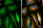 NEK7 Antibody in Immunocytochemistry (ICC/IF)