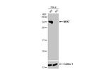 NEK7 Antibody in Western Blot (WB)