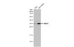 NEK7 Antibody in Western Blot (WB)