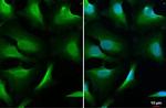 NEK7 Antibody in Immunocytochemistry (ICC/IF)