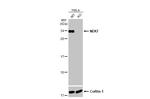 NEK7 Antibody in Western Blot (WB)