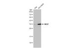 NEK7 Antibody in Western Blot (WB)