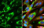 COL4A1 Antibody in Immunocytochemistry (ICC/IF)