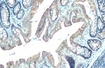 PDE6D Antibody in Immunohistochemistry (Paraffin) (IHC (P))