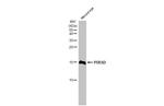 PDE6D Antibody in Western Blot (WB)